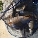 산유낚시터 이미지