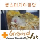 그랜드벳동물병원