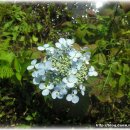 들꽃농장 이미지