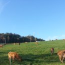 강원사료 이미지