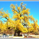 두곡리 은행나무 이미지