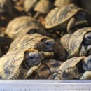 동대구농협 상동지점 앞 | 많은 고객님들이 애타게 찾으시던 동헤르만 육지거북 베이비들이 다수 입고 되었습니다.