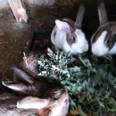 염소우리 이미지