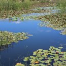 연꽃방죽체육공원 이미지