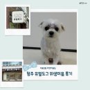도그샵 - 김천시 김천로 45 | 용암동 애견미용은 유얼도그에서 ! 청주 유얼도그 강아지 위생목욕 후기 🐶🫧
