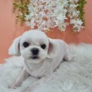 얼렁오시개 이미지