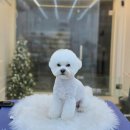 모링모링 이미지