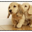 people puppy 이미지