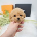 애견천국 이미지