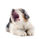 아이안 동물의료센터 이미지