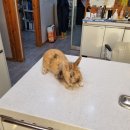 인월동물병원 이미지