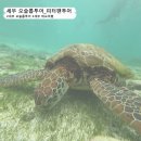 슈오투 | 세부 고래상어 투어 태교여행 모알보알 투어 후기