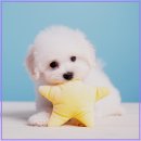 천안 강아지분양 고양이분양 나라애견본점 | 강아지 털 관리 분양 후 꼭 알아야 할 실천법