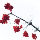 ◆초겨울 현충원 산수유&◆백당나무 열매 이미지