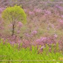 원미공원 이미지