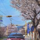 보령-주산-1 | 보령(대천) 주산벚꽃로 다녀온 후기 꿀팁 벚꽃사진 보정 레시피