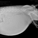 동물병원 All Pets 이미지