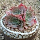 스카이로즈