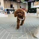 체크인독 애견유치원 이미지