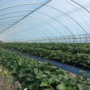 조안 농장 이미지