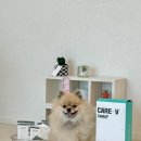 카디프 | [하이독] 강아지 화식 추천 , 하이독 케어브이 카디프 급여 후기