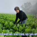 (마감) (12월 혼합 절임배추) 사전 예약일 안내 이미지