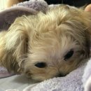 펫 목욕하는날 이미지