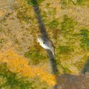 남해복어 | 삼천포대교, 남해 지족리 낚시 추억 복어·쏨뱅이·붕장어 꽃게 잡고 방생 엔딩