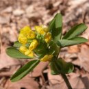 한계령의아침 이미지