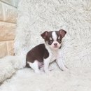 만족하개 이미지