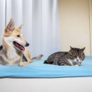 강아지와고양이 이미지