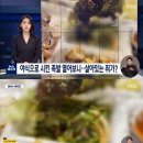족발의발견 이미지