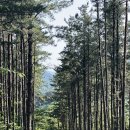 [백년숲사회적협동조합 공동기획] 웃음 한 잔, 차 한 잔…소호 한독숲 보물 같은 공정여행