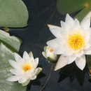 수연화