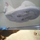 헐
