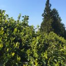 청초농장 이미지