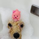 구미산동 애견미용 눈부시개 이미지