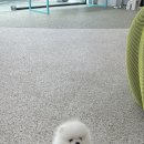 강아지분양 올리펍스 강남점 | &#39;시그니처펍스&#39;에서 강아지분양!