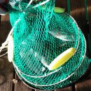 만정1호 이미지