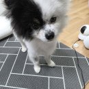 오태동물병원