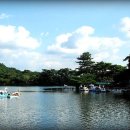 황포돗대 이미지