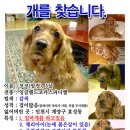 효성애견