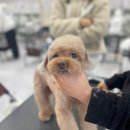 천지 애견 이미지