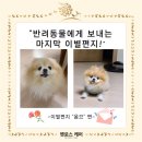 천사 애견 이미지