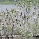 소양강민물집 이미지