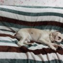 한일가축병원 | 강아지 눈꼽냄새 눈물자국없애기 알레르기 눈물 노견 눈물자국 이유원인 알러지 예방법 자세한 병원후기