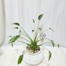 알로카시아 | 알로카시아 타이니 댄서 구매 후기 ㅣ 식물 구매 네이버스토어 '위리디아' 내돈내산 추천