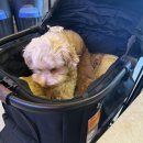 멍멍상회 | 강릉 반려견동반 식당 비빔상회 애견동반 세인트존스호텔