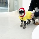 더에스동물병원 이미지