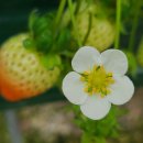 춘월농장 이미지